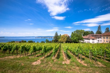 Weinanbau auf dem Arenenberg seit dem frühen 15. Jahrhundert