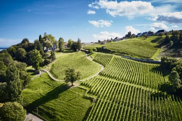 Weinübersäte Hügel des Arenenbergs
