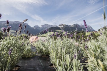 Kräutervielfalt im Appenzellerland