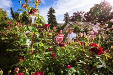 Privater Rosengarten der Familie Auer in Gaienhofen