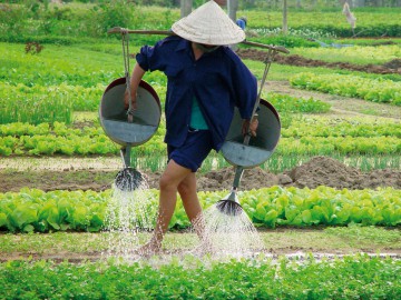 Die Reiskammer Vietnams